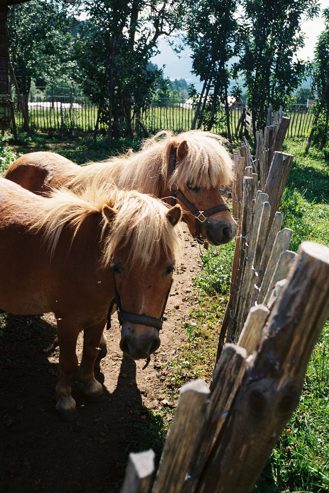 Two ponies by a wooden fence