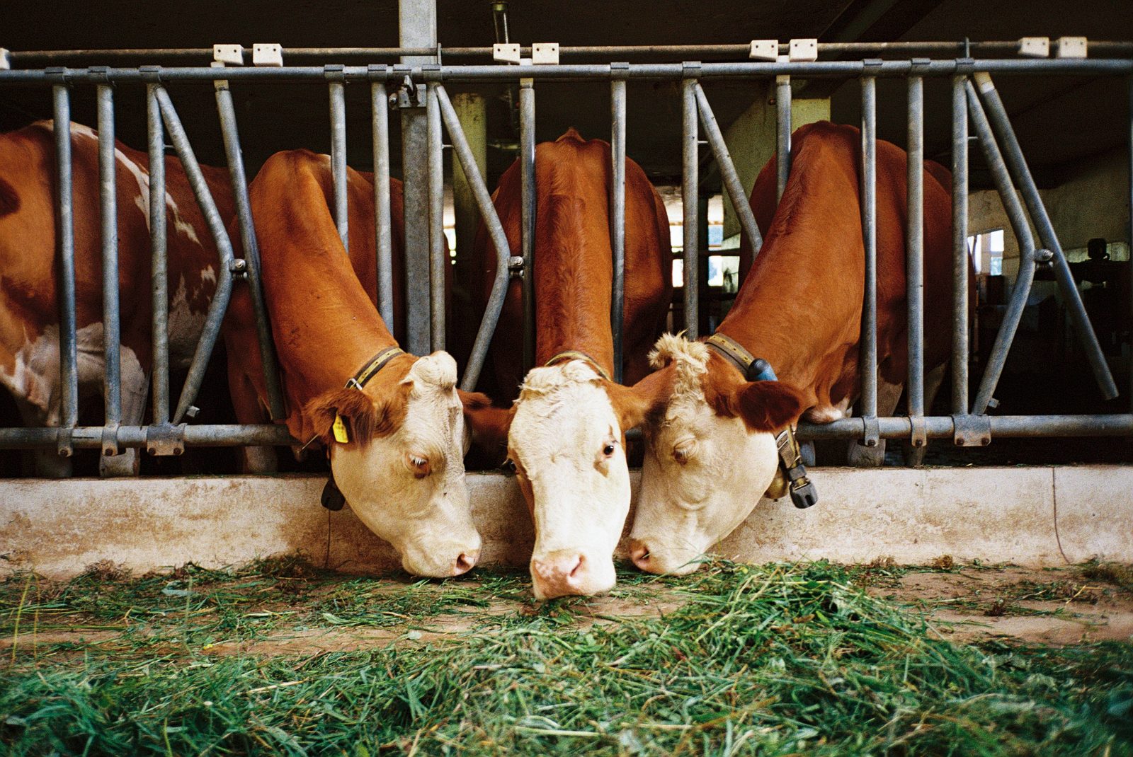 Cows in a stable, heads side by side