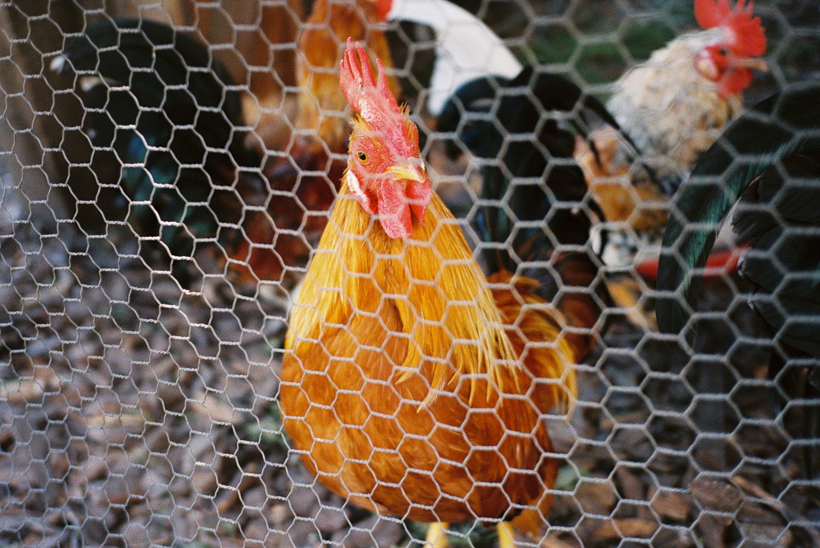 A hen behind chicken wire