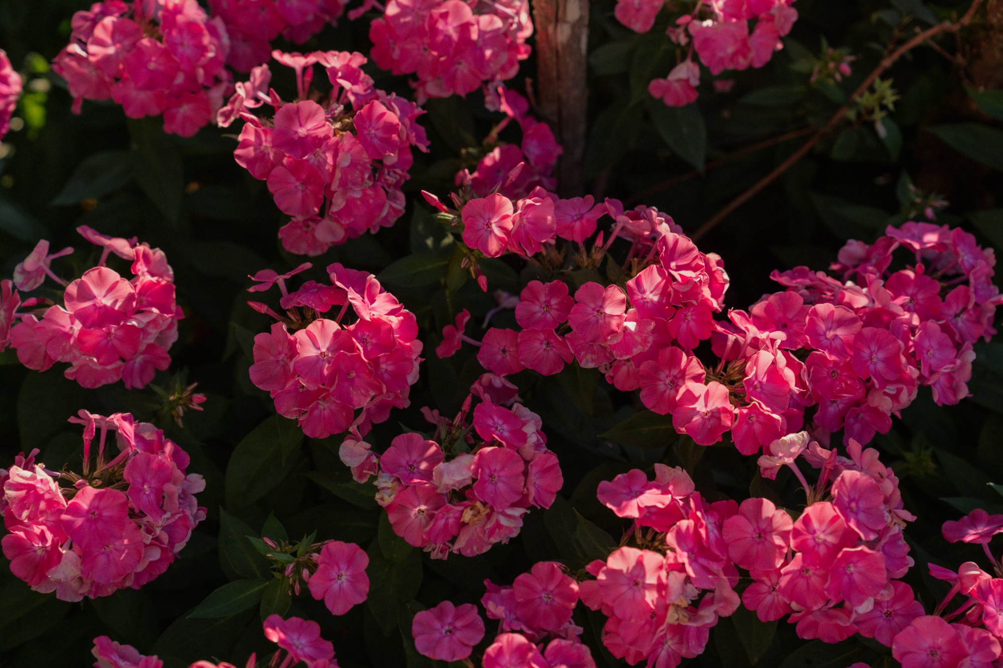 Clusters of bright pink phlox in late sunlight against dark green leaves