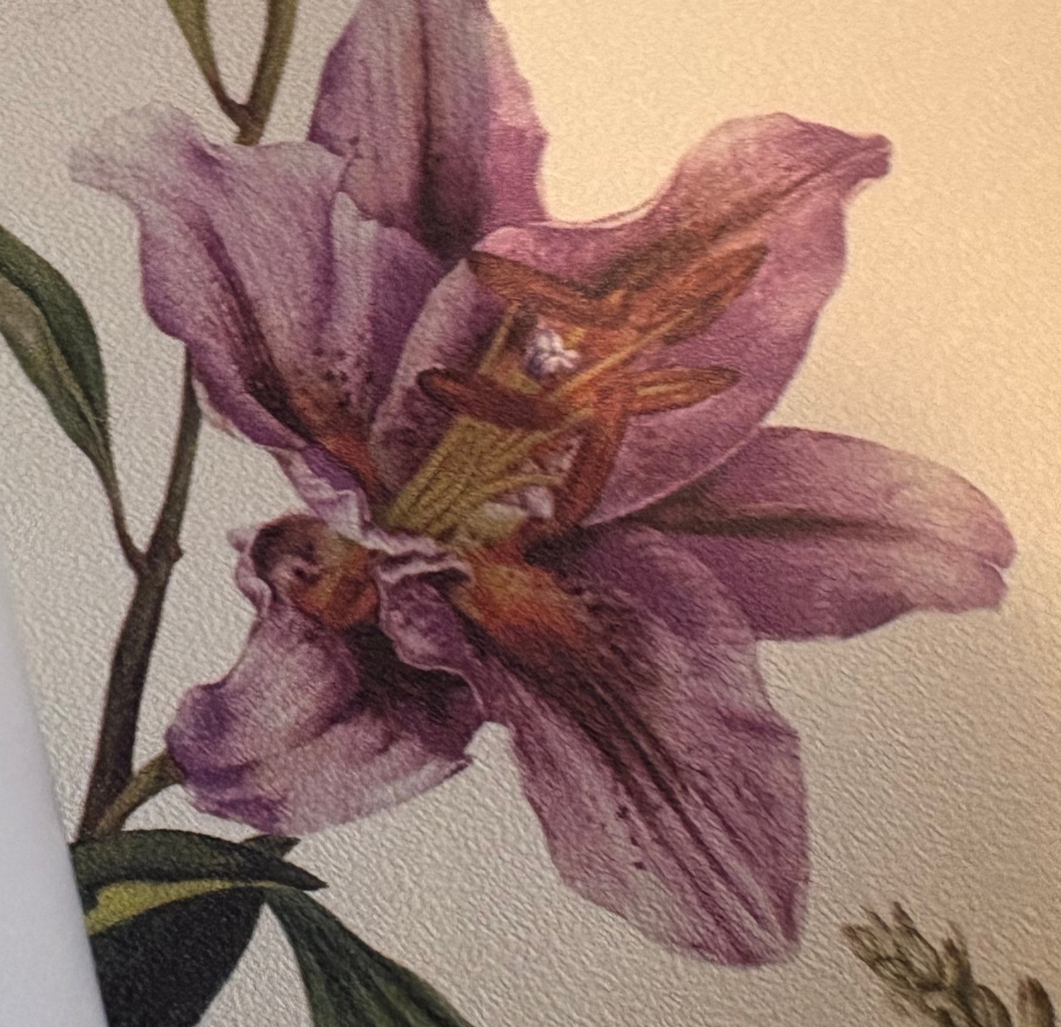 A watercolour lily in violet and gold on a cream wall