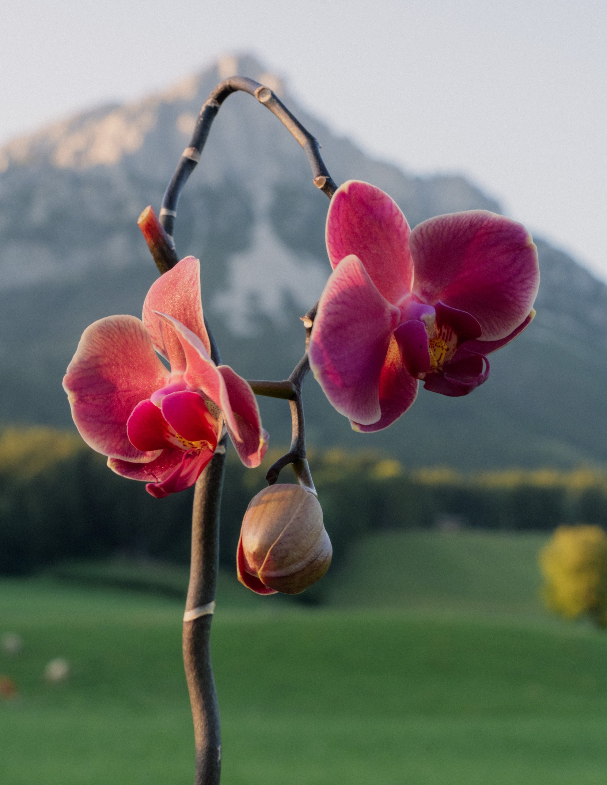 A magenta orchid in front of the mountain, lit from behind at dusk